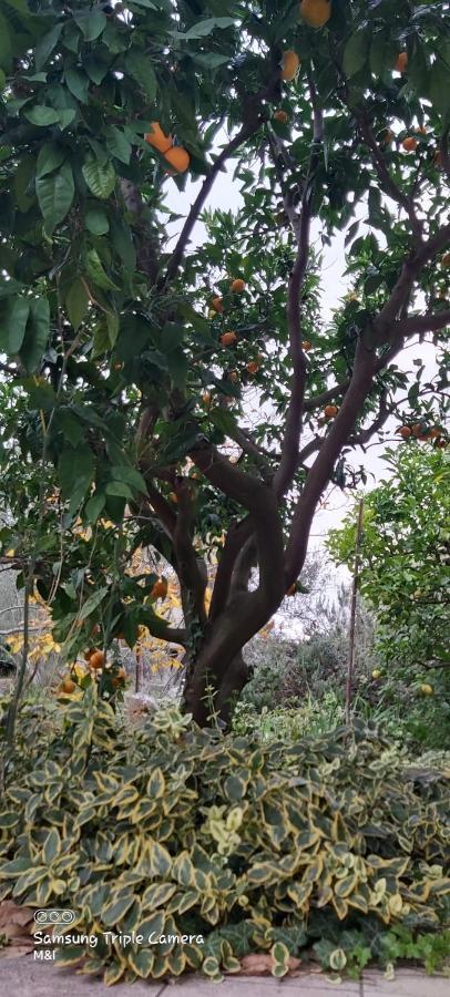 הוילה קוקליצ'ה Vecchia Oliva,Kuljica מראה חיצוני תמונה